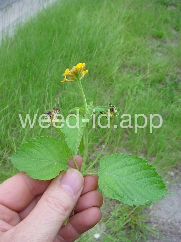 lantana, largeleaf